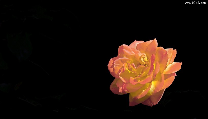 月季花图片大全