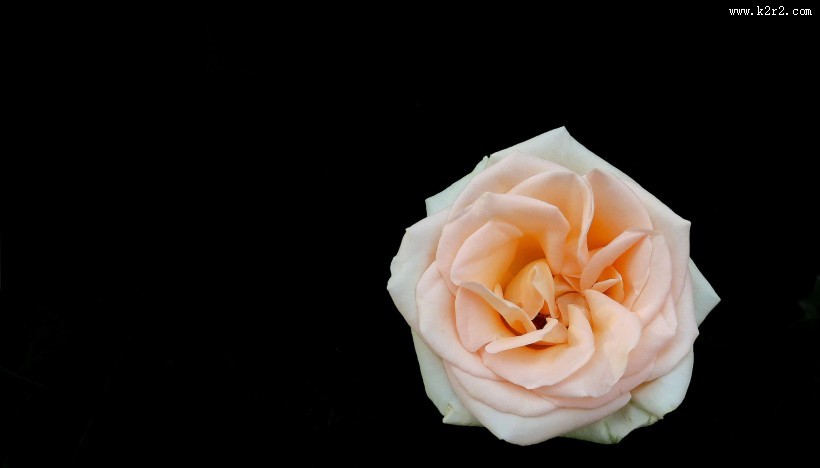 月季花图片大全