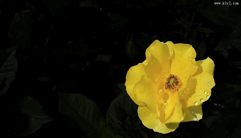 月季花图片大全