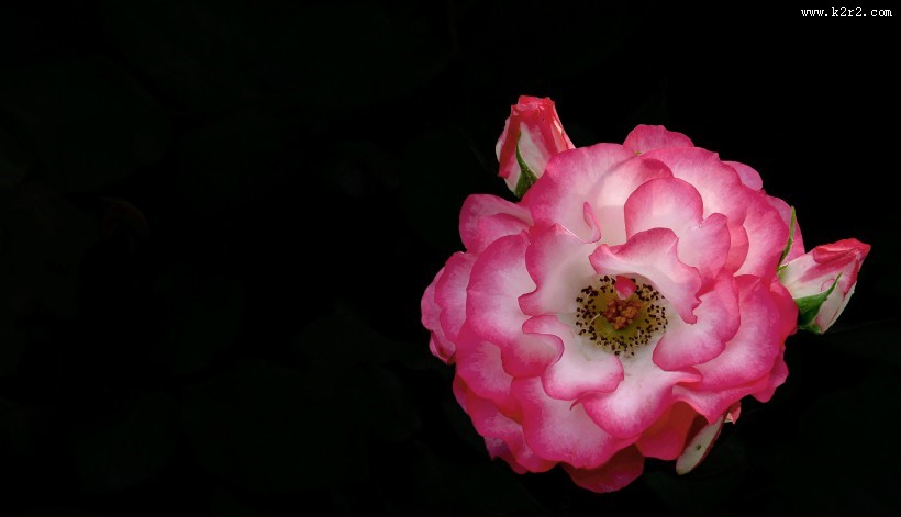 月季花图片大全