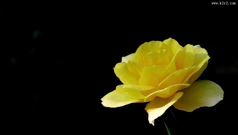 月季花图片大全