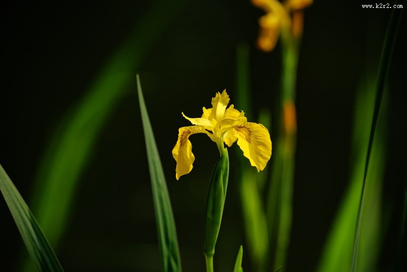 黄色鸢尾图片