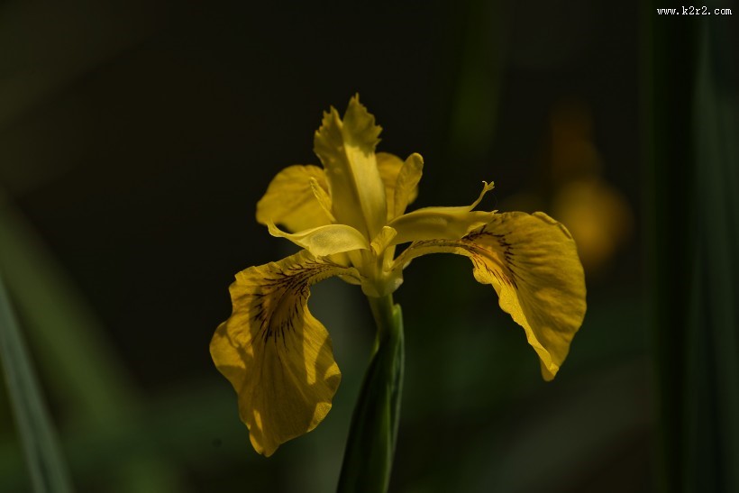 黄色鸢尾图片