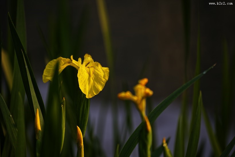 黄色鸢尾图片