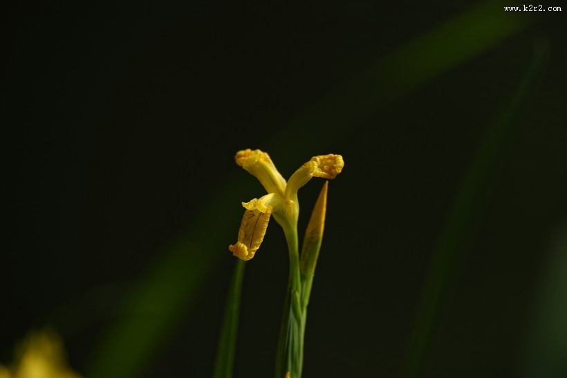 黄色鸢尾图片
