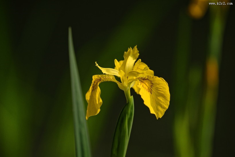 黄色鸢尾图片