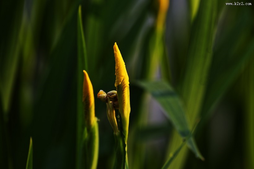 黄色鸢尾图片