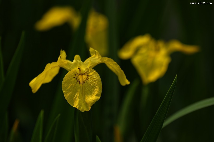 黄色鸢尾图片