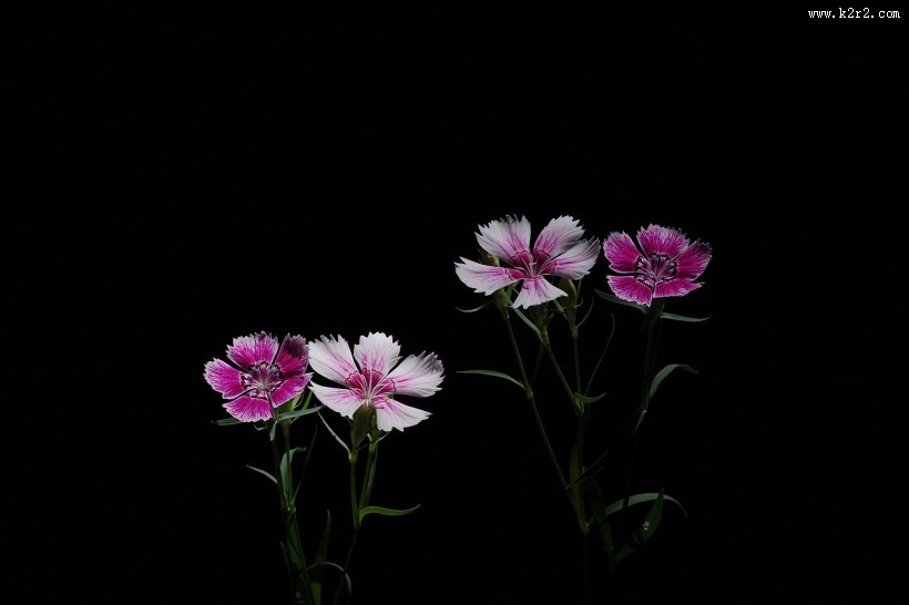 石竹花图片大全