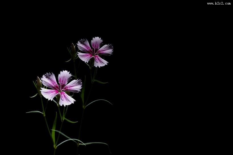 石竹花图片大全