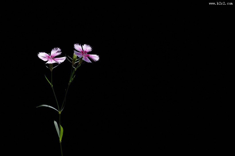 石竹花图片大全