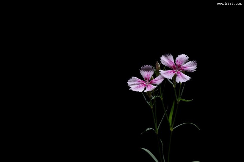 石竹花图片大全