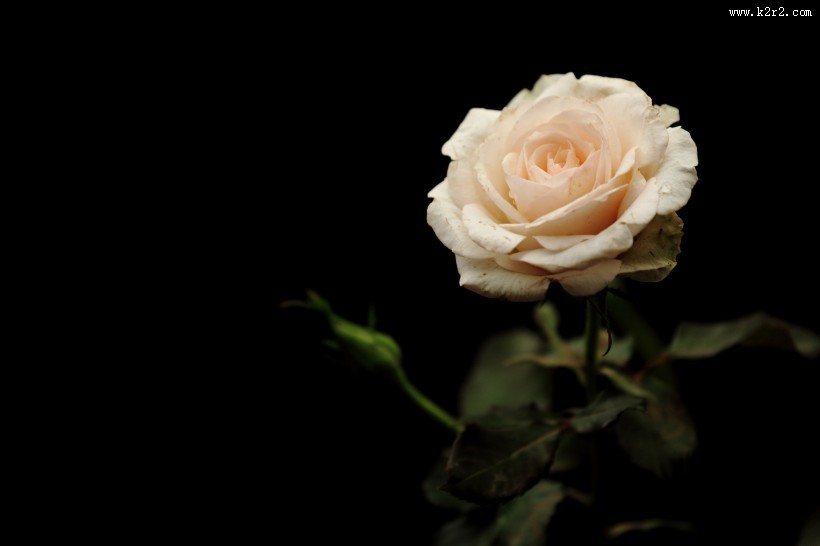 月季花图片大全