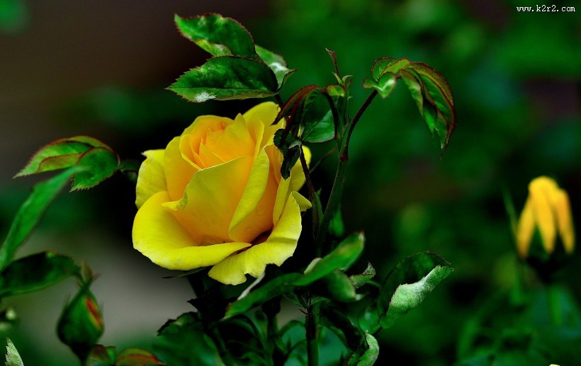 月季花图片大全