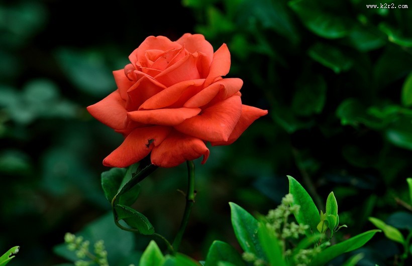 月季花图片大全