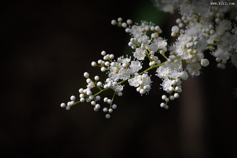 珍珠梅图片大全