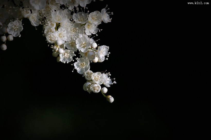 珍珠梅图片大全