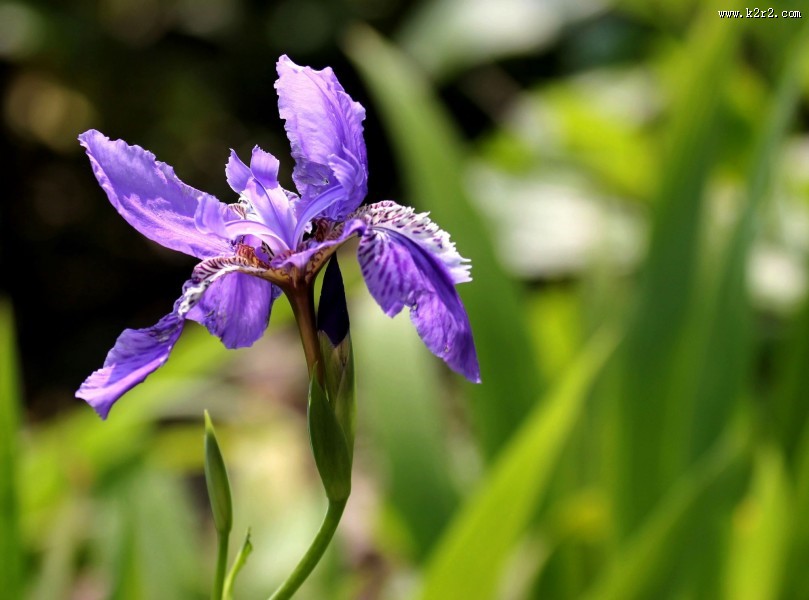 鸢尾花图片