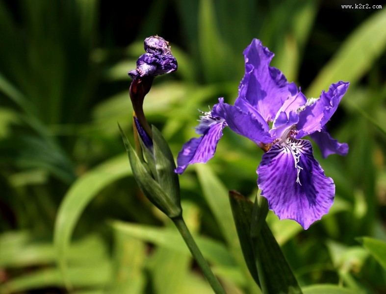 鸢尾花图片