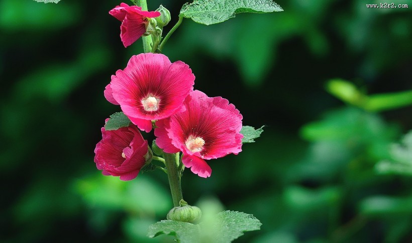 蜀葵花图片