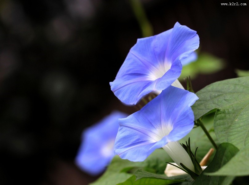 牵牛花图片大全