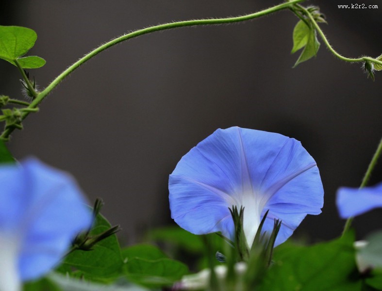 牵牛花图片大全