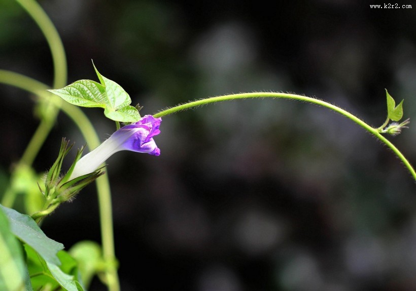 牵牛花图片大全
