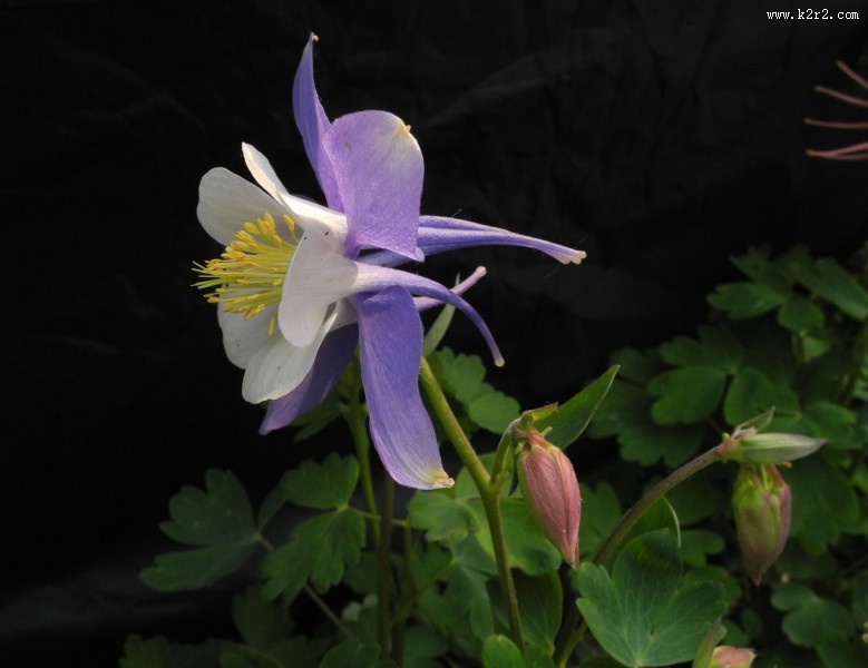 耧斗菜图片大全