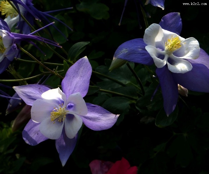 耧斗菜图片大全