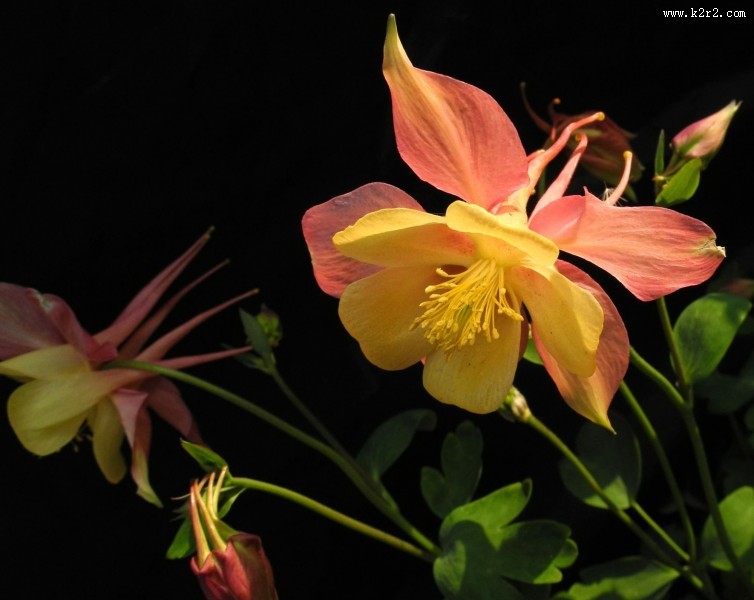 耧斗菜图片大全