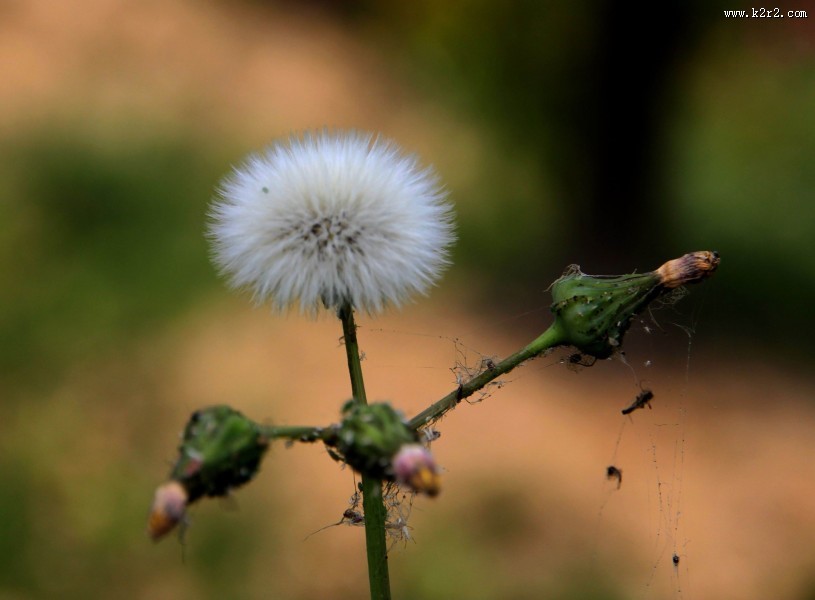 蒲公英图片