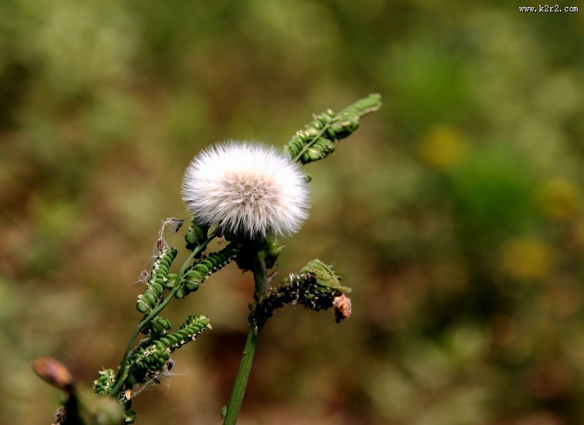蒲公英图片