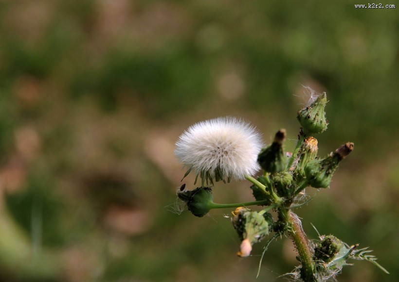 蒲公英图片