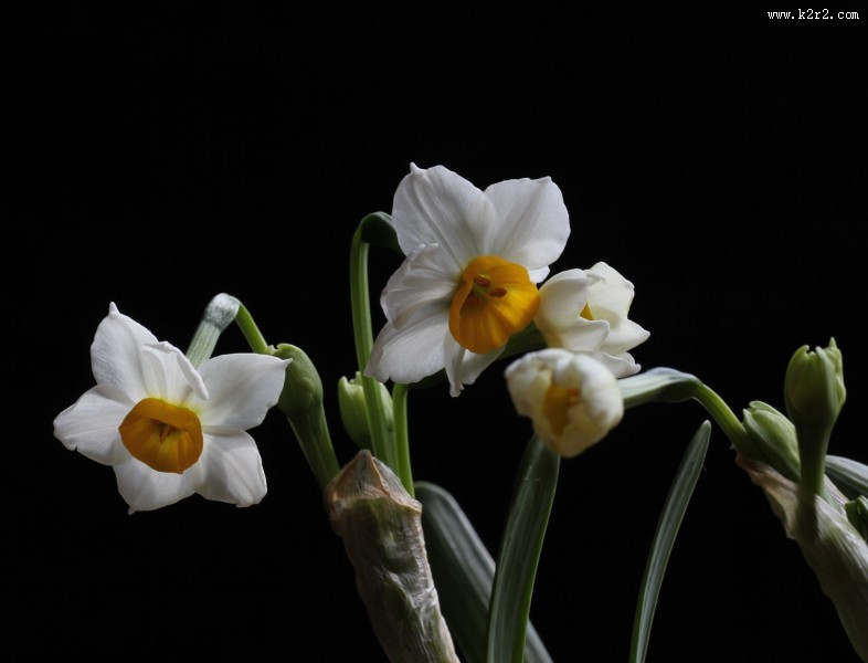 水仙花图片大全