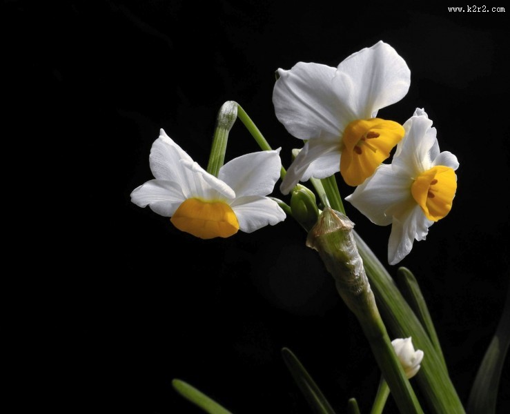水仙花图片大全