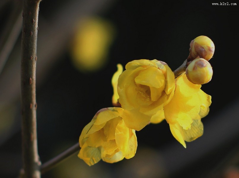 腊梅图片