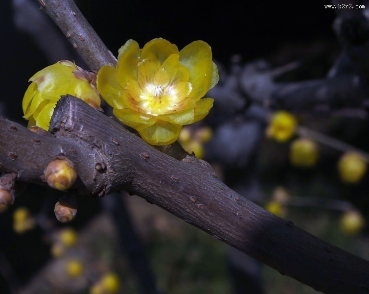 腊梅图片