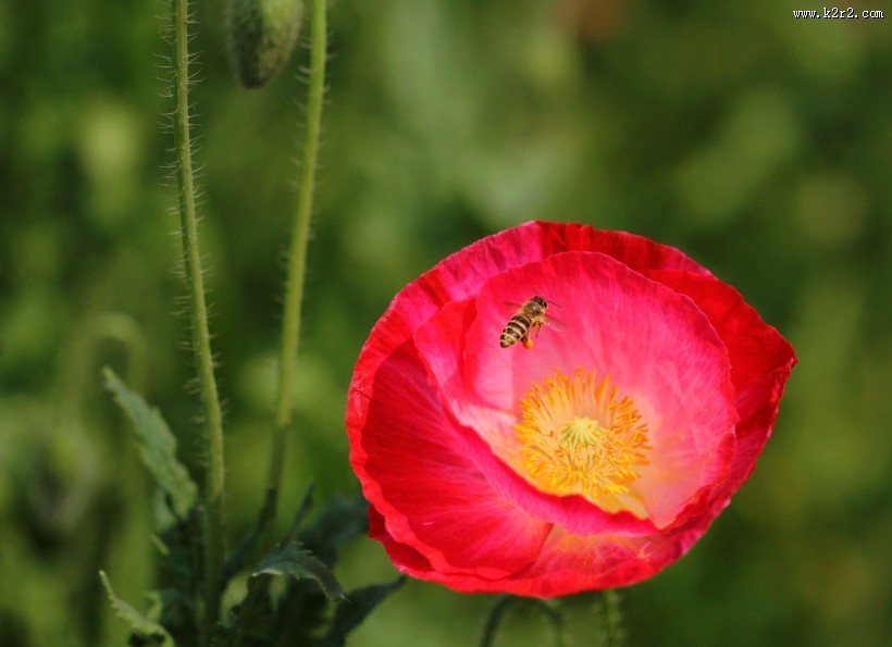 虞美人图片大全