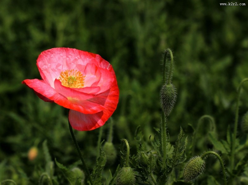 虞美人图片大全