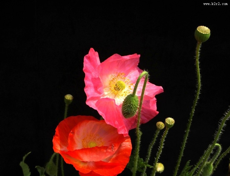 虞美人图片大全