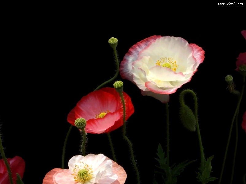 虞美人图片大全