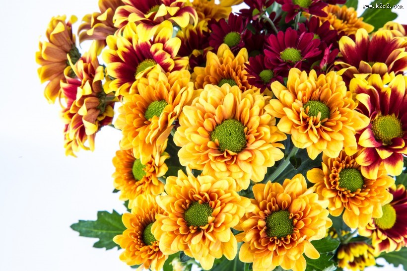 鲜艳美丽的菊花图片