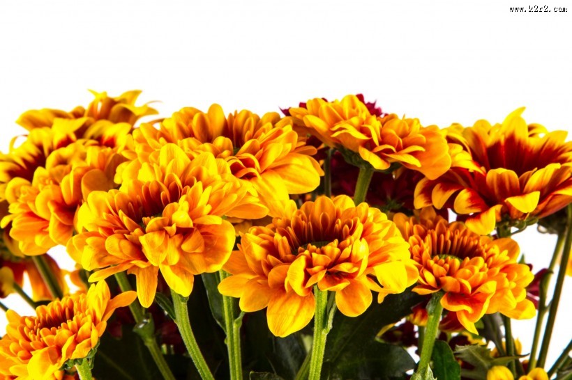 鲜艳美丽的菊花图片