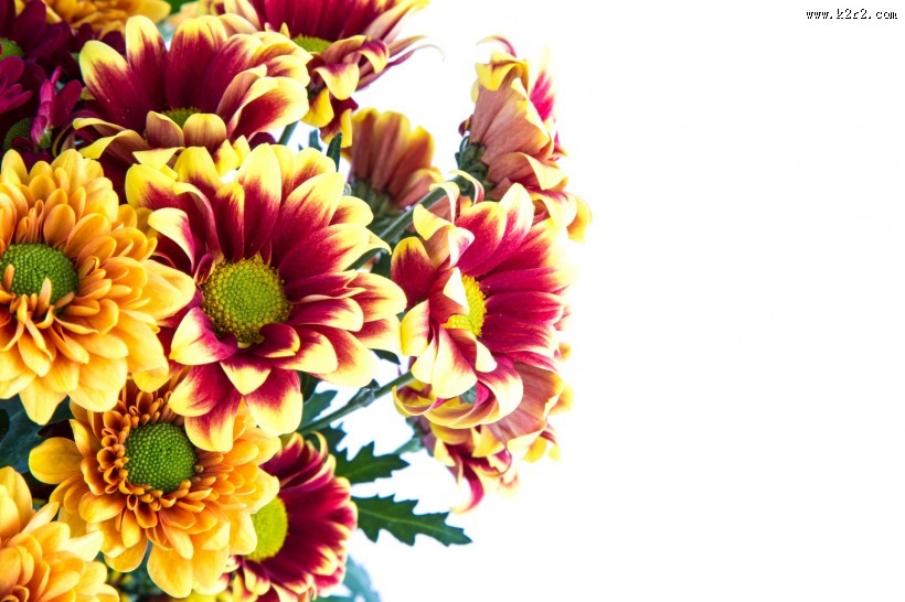 鲜艳美丽的菊花图片