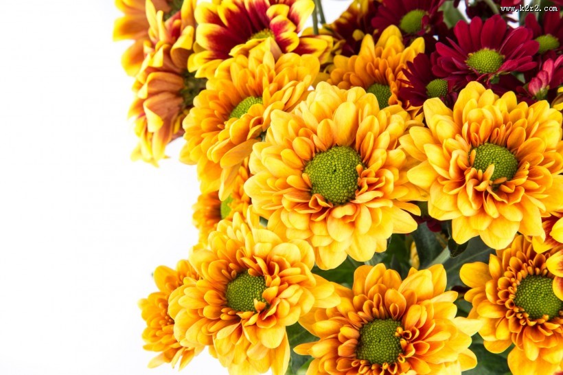 鲜艳美丽的菊花图片