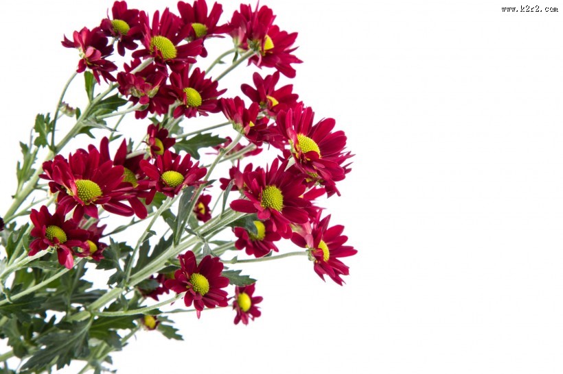 鲜艳美丽的菊花图片
