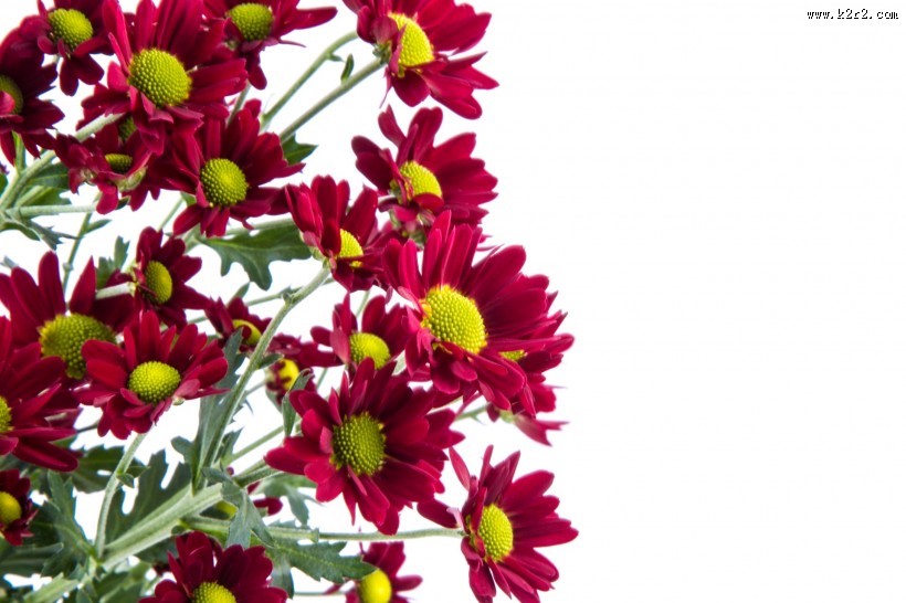 鲜艳美丽的菊花图片