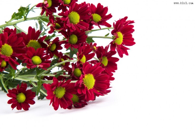 鲜艳美丽的菊花图片