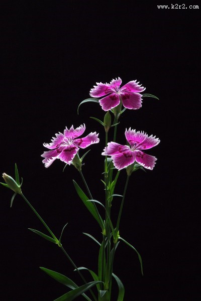 石竹花图片
