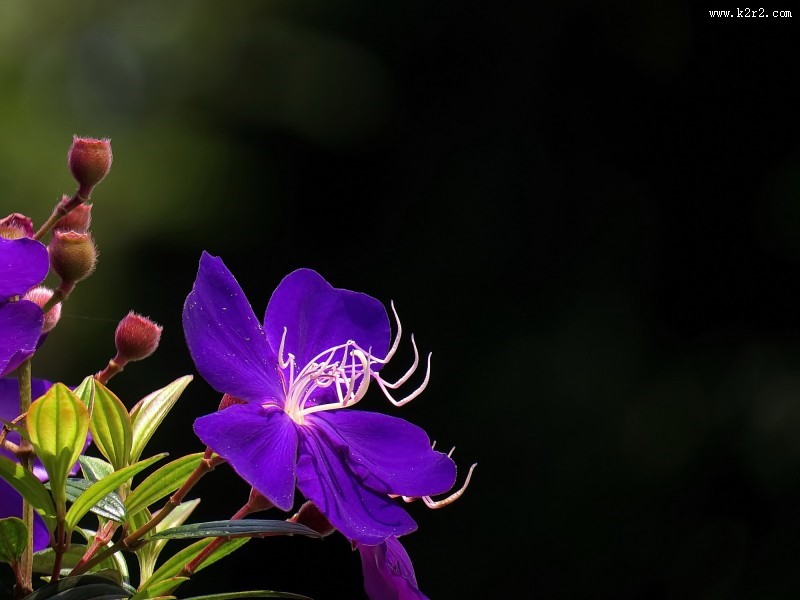 巴西野牡丹图片